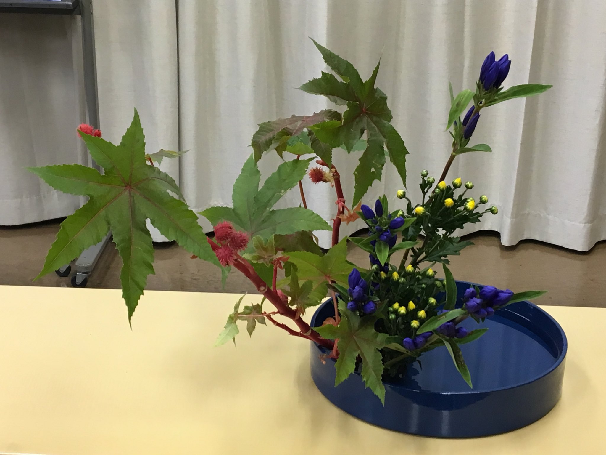 真猫 思い出した 一昨日のお稽古花 とうごま 葉物 赤実 りんどう 青花 こぎく 黄花 水盤 傾斜型 珍しく課題じゃないけど七宝使用 唐胡麻 竜胆 小菊 お稽古花 小原流 華道 いけばな 生け花 Ikebana Ohana 華綴り 花 Flower 花の
