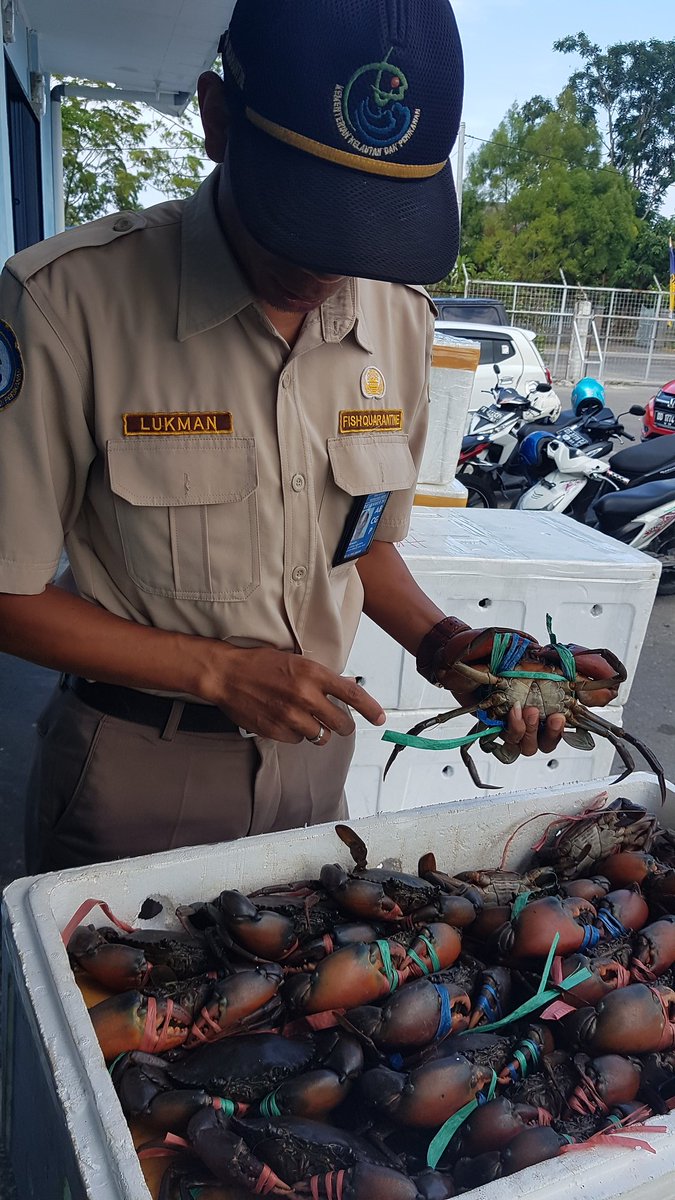 WilkerBiak's tweet photo. Pemeriksaan Media Pembawa Kepiting Bakau 470 ekor 7 Box milik Robi Maniil Biak tujuan Ahwa Jakarta 
@BKIPMJayapura @HumasBKIPM @BKIPMJakartaI https://t.co/GnmCJnw29w