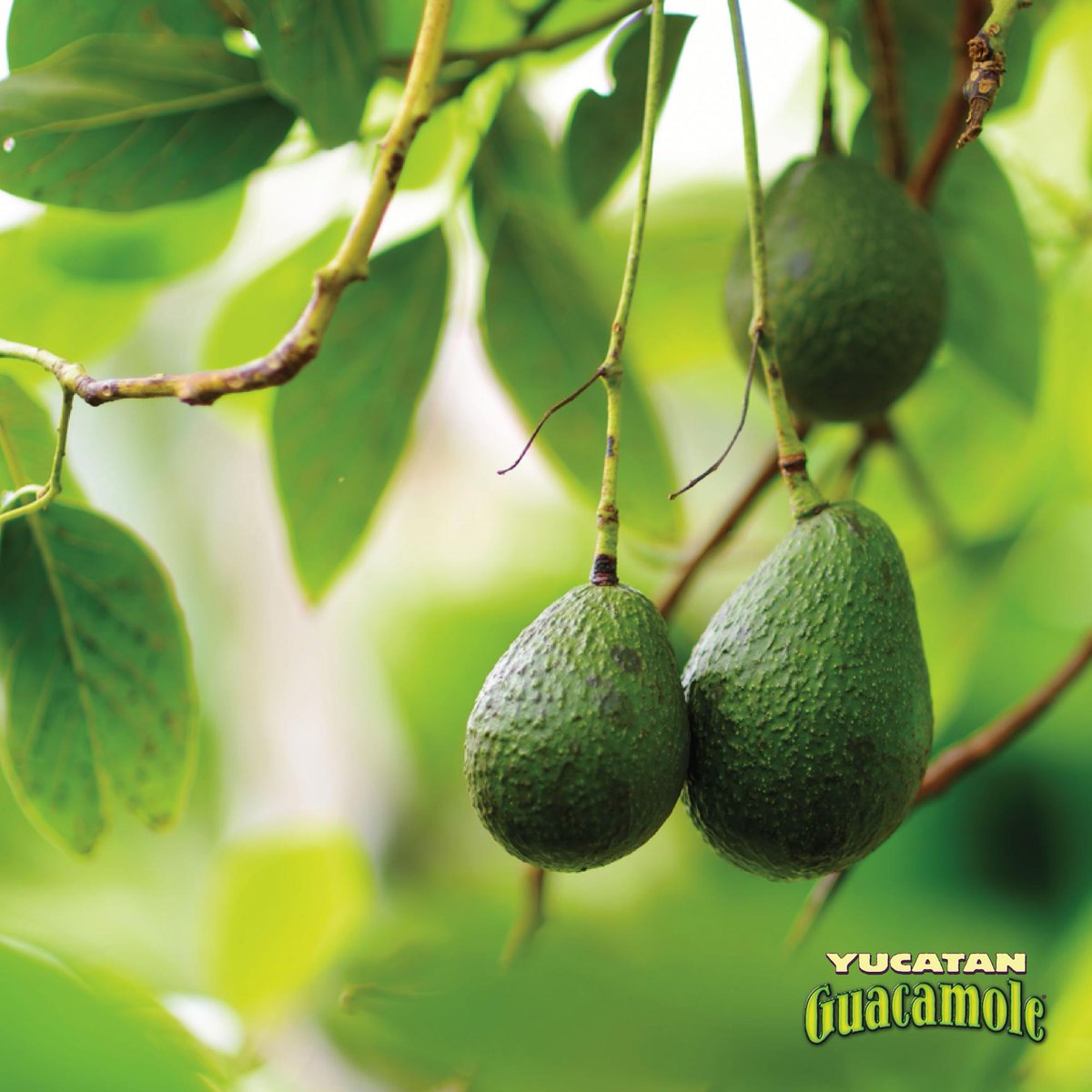 “Average” isn’t good enough for us. We use only the finest, 100% Hass avocados in our guac. 🥑

Where do they come from? The fertile Michoacán fields in Mexico, a.k.a. the birthplace of avocados! Like we said—we’re serious about quality. ✨