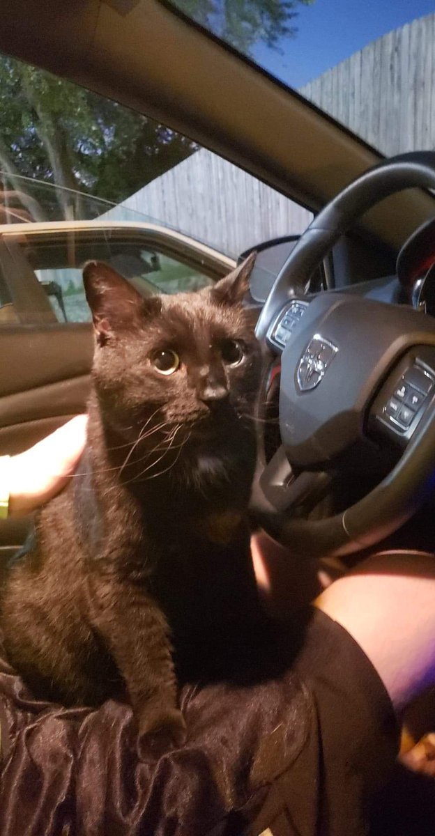 FutureRaith's tweet photo. #KittyCar https://t.co/ImF6gWUiXJ