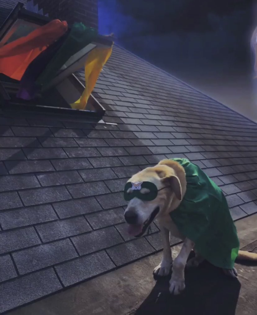 TheDoghouse901's tweet image. In the brightest day, in the blackest night, us #superpowerdogs must unite! 🗯⚡️💥 Come to skewl on #nationalcomicbookday (Wednesday 9️⃣/2️⃣5️⃣) and take home yo very own personalized cape! #adventuresofdogs #superpowerdog #dogcomic #fightingcrime