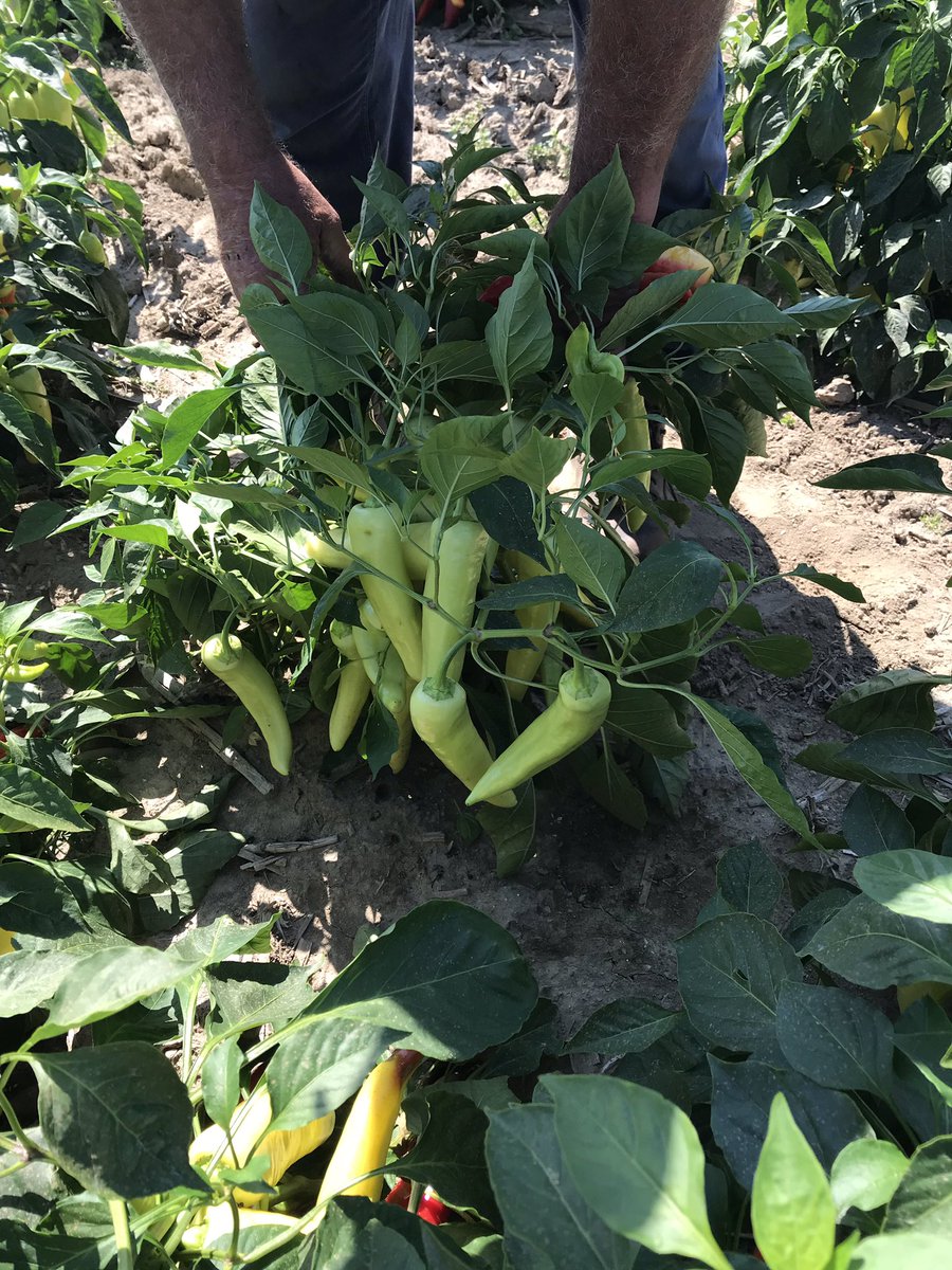 spcropdoc's tweet photo. In Ohio working on Peppers! In spite of dry conditions and late planting we have a HAPPY customer. Great fruit load, quality and the color mix the buyer was looking for! That’s a win all the way around. Bio-K products, proving once again why they’re the king of Potassium options! https://t.co/ID2nGW95Tc