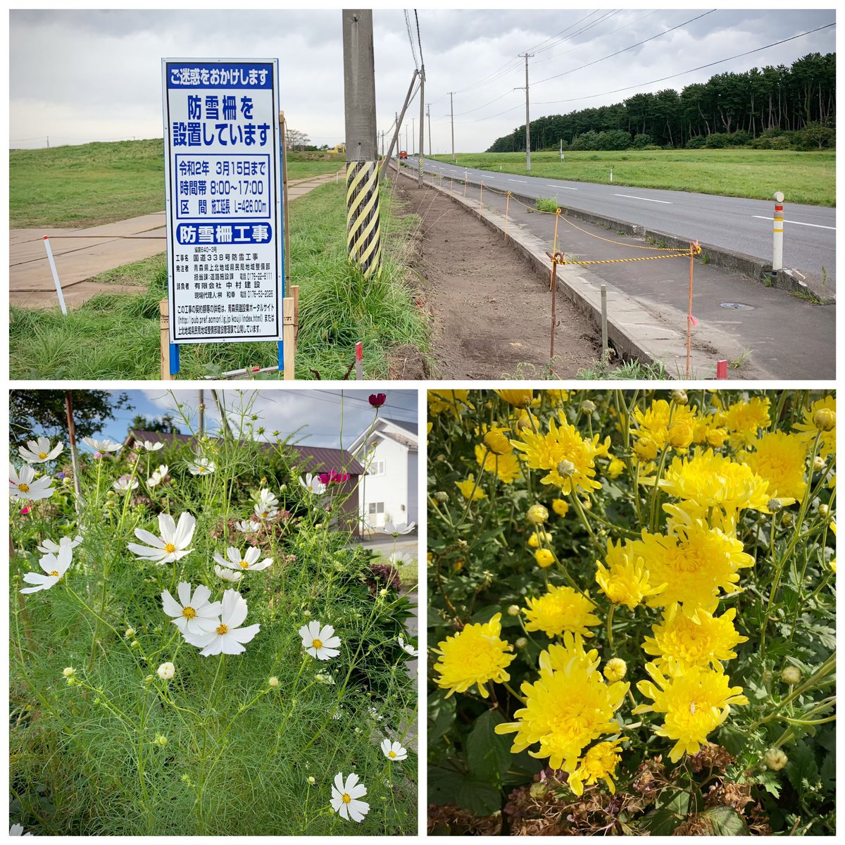 春日洋子 على تويتر ご近所の庭先にコスモスや食用菊も綺麗に咲いて鮮やかです 地域の皆さんの要望が実り 国道338号沿いに防雪柵工事が始まりました これまで粘り強く声を届けてまいりましたので 冬季間の安全対策が進むことになり本当に嬉しいです 今日も