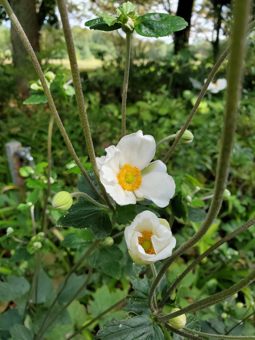 国営昭和記念公園 シュウメイギク 秋明菊 キンポウゲ科 イチリンソウ属です 写真は西立川ゲートのプールへ向かう坂道に咲いています 園内ではほかに日本庭園などで見ることができます 秋を感じさせる花ですね T Co S99jatlivc Twitter