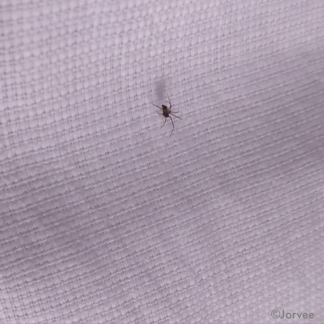 RashidJorvee's tweet image. Spider

#jorvee #rashid #rashidjorvee