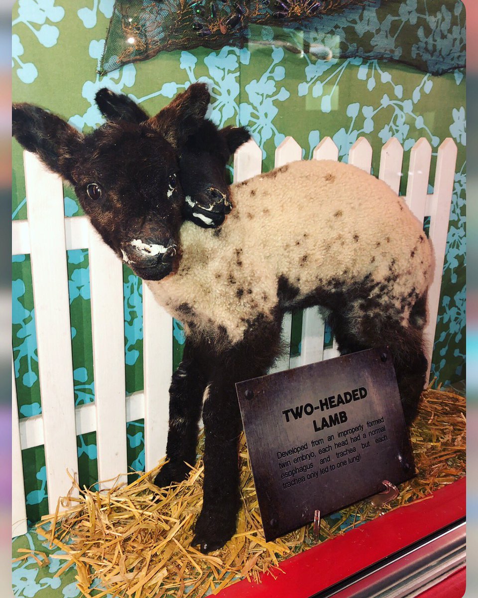 Ripley's Believe It or Not! 🇨🇦 Twitterissä: Ripley's Believe It or Not! 🇨🇦 Twitterissä: