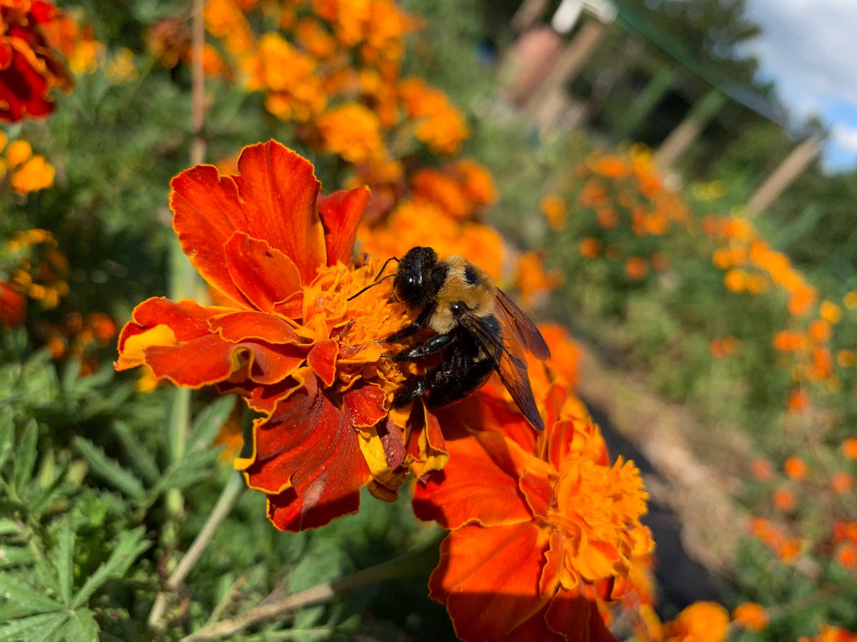 MsKlinshaw_JJES's tweet photo. Observed living things in our garden:) @JJESOwls https://t.co/6KKFMeMJTp