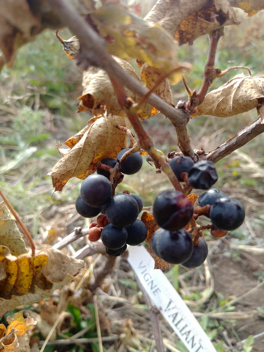 Монголд Сэлэнгэд усан үзэм тариад ургуулчихна гэж хэн ч бодоогүй зүүдлээгүй.
<a href="/Enkhbayar_MP/">Ж.Энхбаяр</a> ах шиг монголд хүнсний ногооны салбарт хувьсгал хийж чадаж бгаа хүн алгадаа.
Бид өөрсдөө усан үзмээ тарьдаг болно гээд бод. Талархаад барашгүй 🙏