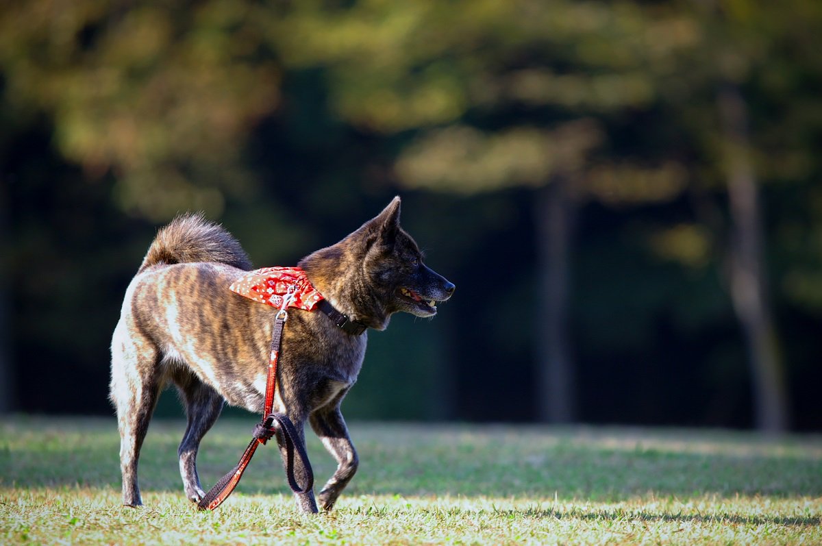 もも Auf Twitter ダッシュ犬わかる いつも窓の外でも心の中でも亡き犬が元気に走っている もも Auf Twitter ダッシュ犬わかる いつも窓の外でも心の中でも亡き犬が元気に走っている