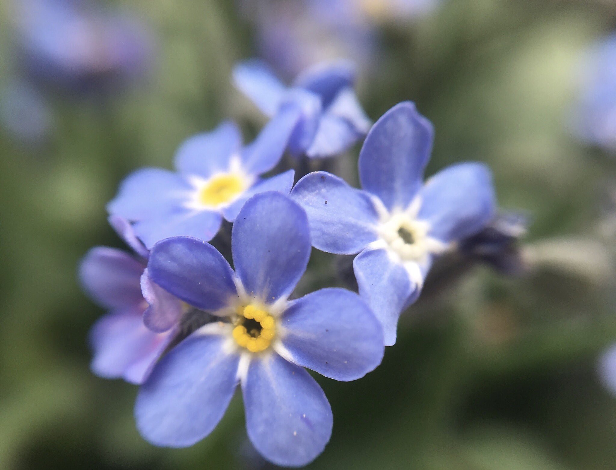 まゆみ 都合により低浮上 Forget Me Not 勿忘草 春から夏にかけて薄青色のかわいらしい花を咲かせるワスレナグサ ワスレナグサの花言葉は 真実の愛 私を忘れないで T Co Odznr3pmpw Twitter