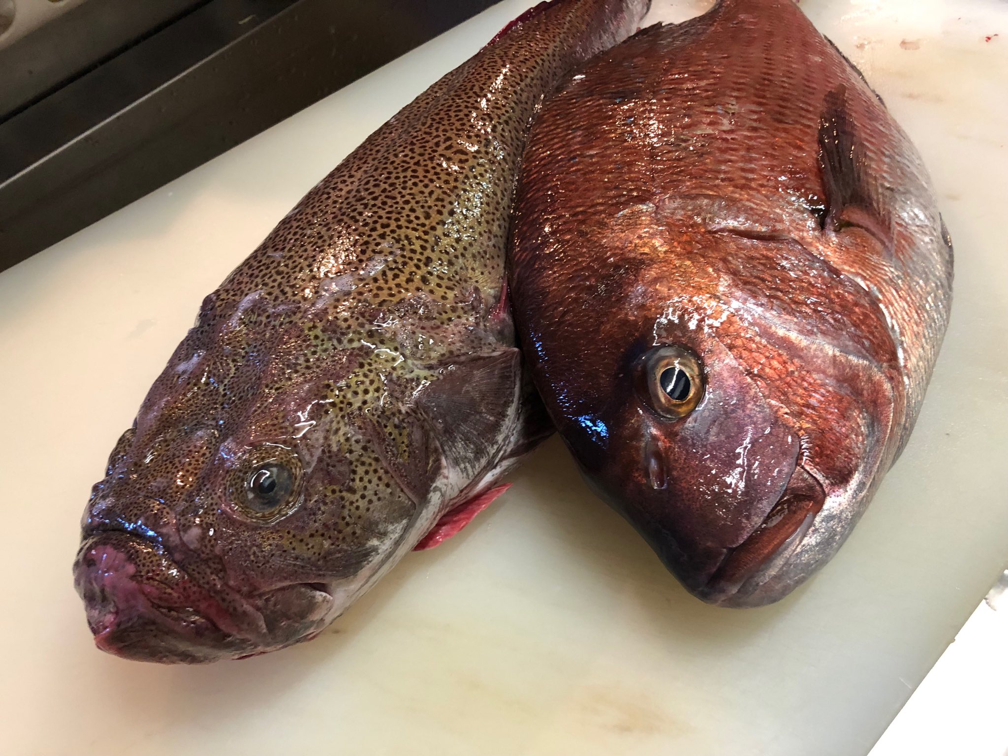醸し屋 素郎slow Twitterissa どどんっ 今日の珍しい魚 新潟のうしがんこう 別名ミシマオコゼ 右が真鯛ですが 鯛 と同じくらいって相当な大きさなんです かわいい顔もスタッフは 好き ぜひご賞味あれ T Co fwdnrfl5 Twitter