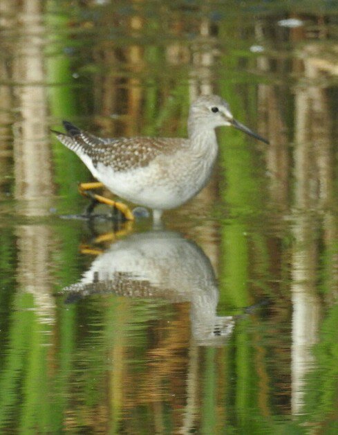 PhilNaylor2's tweet image. #Redshank #GreatPool @TrescoIsland @ISBG_Scilly and more #LesserYellowlegs images from a few days ago....just because of the #reflections 😊