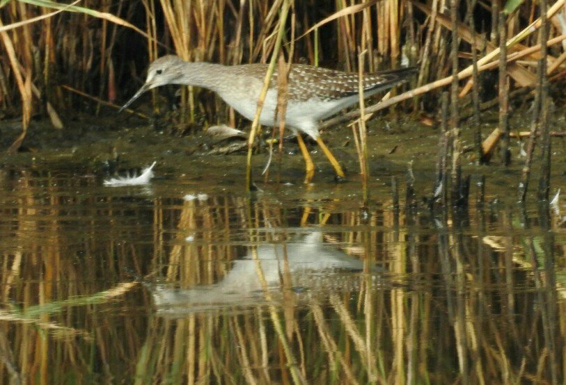 PhilNaylor2's tweet image. #Redshank #GreatPool @TrescoIsland @ISBG_Scilly and more #LesserYellowlegs images from a few days ago....just because of the #reflections 😊