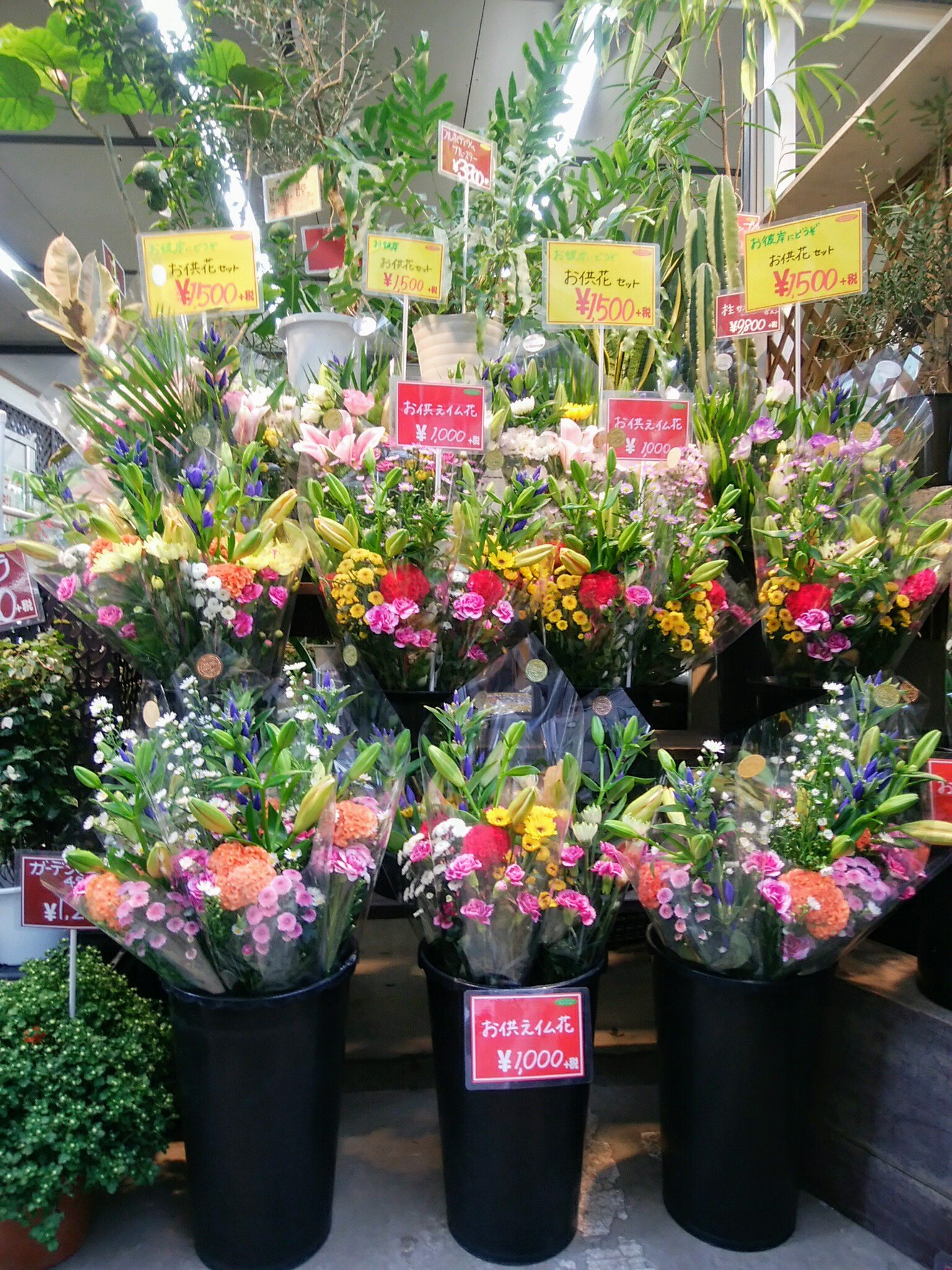 中央フラワー 国立南口ガーデン店 こんにちは 気持ちのいい秋晴れですね さて 明日からお彼岸です 週末は天気が崩れるようなのでご準備はお早めに 看板犬のラッキー君も待っています 国立市 花屋 中央フラワー ガーデン店 お彼岸 T 中央フラワー 国立南口ガーデン店 こんにちは 気持ちのいい秋晴れですね さて 明日からお彼岸です 週末は天気が崩れるようなのでご準備はお早めに 看板犬のラッキー君も待っています 国立市 花屋 中央フラワー ガーデン店 お彼岸 T
