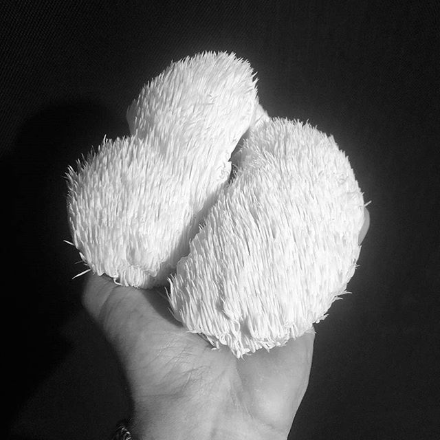 Health_Lab_Live's tweet image. Lion's mane (Hericium erinaceus) with a long history in TCM, is one of my favourite medicinal mushrooms/fungi in clinic for its incredible anti inflammatory, neuroprotective and enhanced cognitive functioning. The power of Lion's Mane is also seen in the… ift.tt/2LW22iI