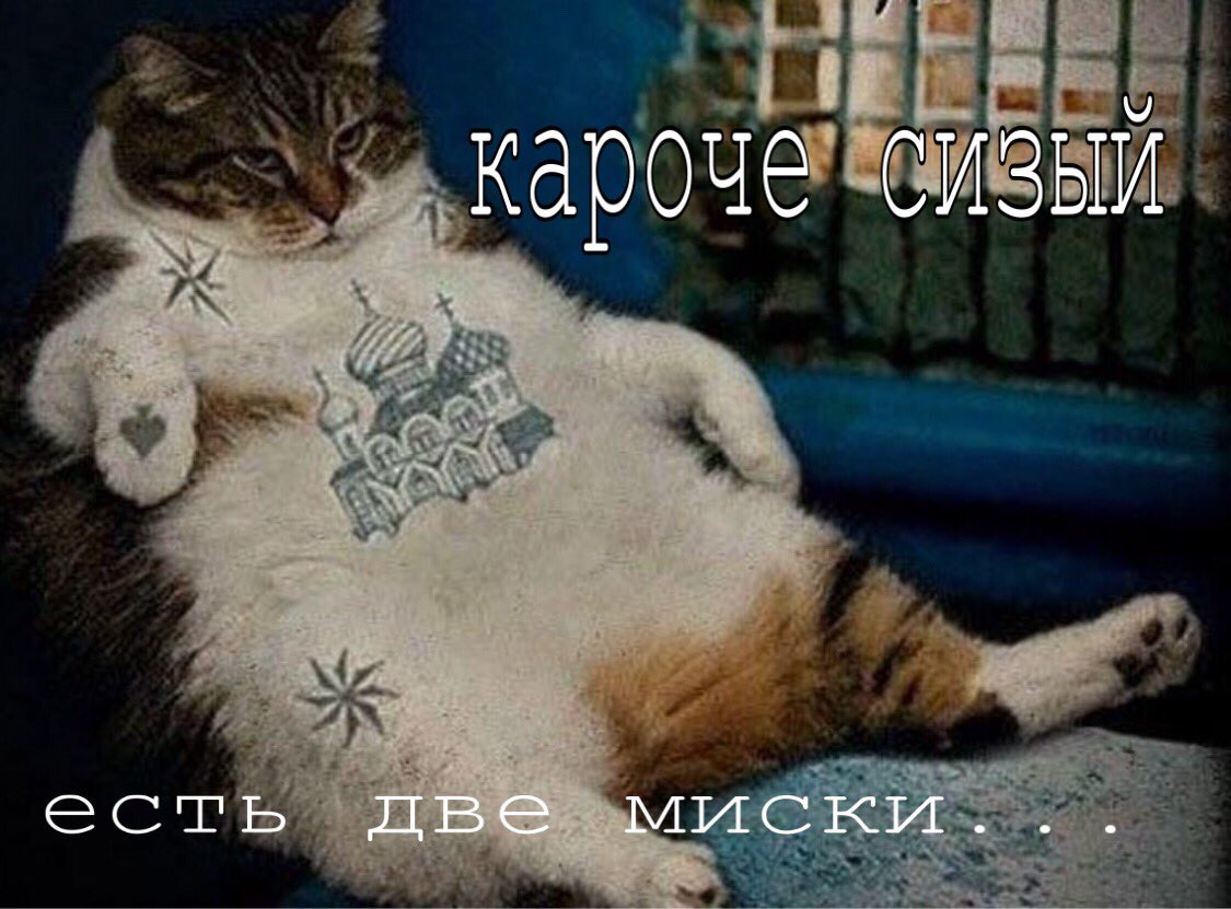 Авторитетные коты