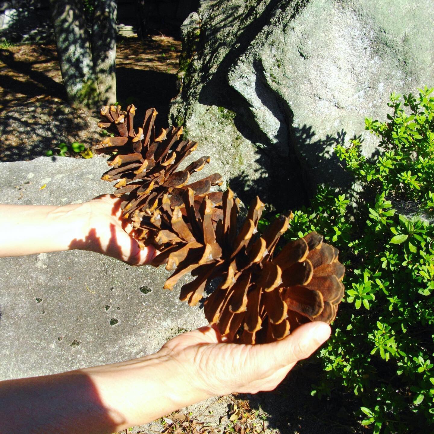 山口県pr本部長ちょるる 公式 防府市の毛利氏庭園では この時期 大王松 からできる ぶち大きい松ぼっくりが見られるよ 松ぼっくりはもしかしたらもらえるかも 毛利氏庭園では10月以降 トゲナシクリ が落ちてきたり 紅葉が楽しめたりこれからも