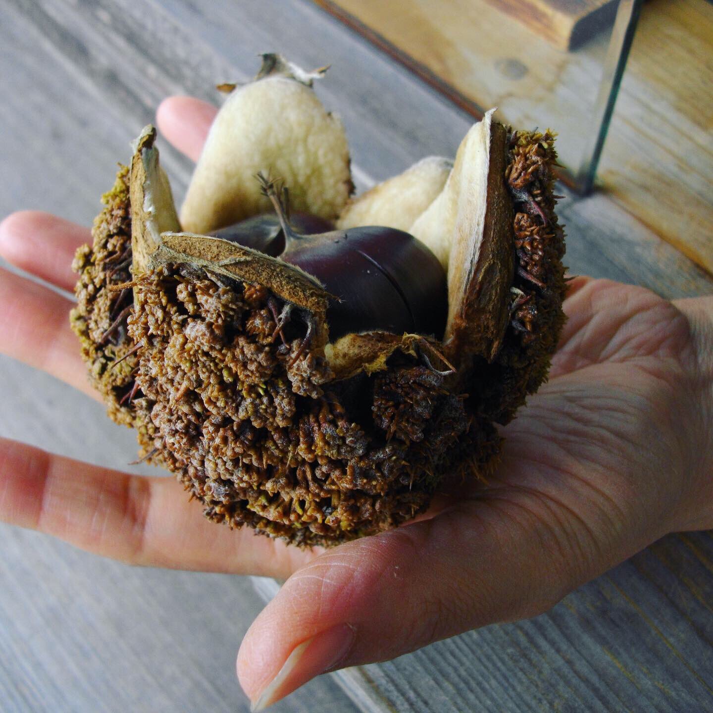 تويتر 山口県pr本部長ちょるる 公式 على تويتر 防府市の毛利氏庭園では この時期 大王松 からできる ぶち大きい松ぼっくり が見られるよ 松ぼっくりはもしかしたらもらえるかも 毛利氏庭園では10月以降 トゲナシクリ が落ちてきたり 紅葉が楽しめたり