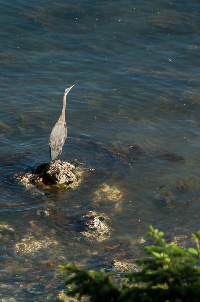 ArbutusRidge's tweet photo. Just looking out from our beautiful seaside community! If you are into wildlife this is the place for you! https://t.co/RsqmFnJklT