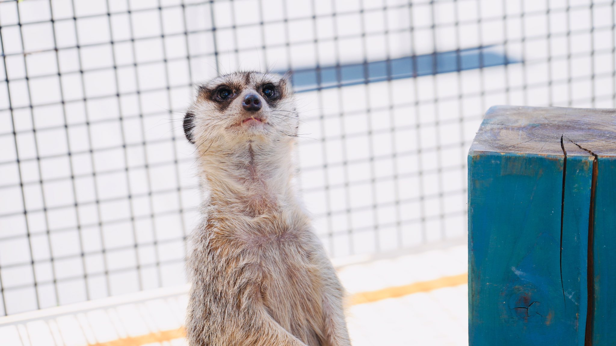 O Xrhsths 東映太秦映画村 Sto Twitter はんなりアニマルパーク 12 1 日 までの期間中土日祝に 可愛らしい動物たちが京都 映画村にやってきます 癒しを求められている方はぜひこの機会に彼らに癒されに来てください 映画村 フクロウ T Co