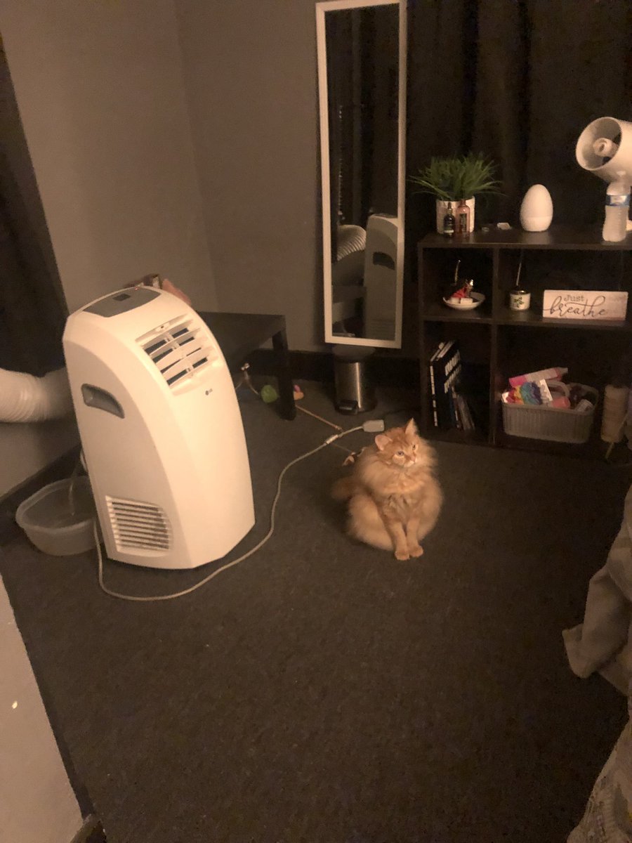 mooeee____'s tweet image. my cat has no business being THIS FLUFFY are you joking me