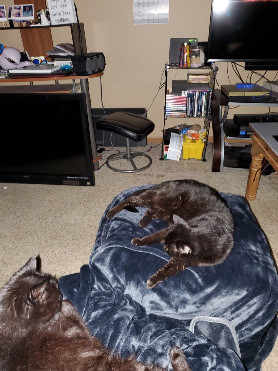 Gingybeth22's tweet photo. My kitties. They are like this everytime I get home from work. They have be right next to me. Nope they are not spoiled at all! 😍😍😍❤❤❤ https://t.co/0zLnT80ZQM