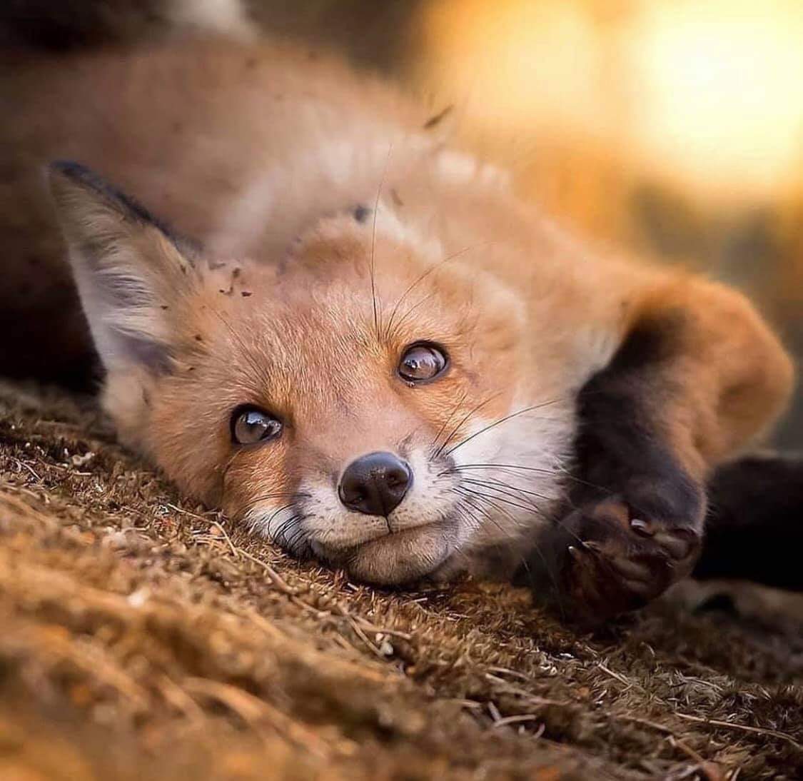 animallifepics's tweet photo. Fox.
Good morning everyone, have a nice day! 

#fox #foxanimal #animal #animals #animallovers #animalrespect #wildlifeday #wildlifephotography #wildlife #photography #photooftheday #photo #thursdaymorning #Thursday #nature #NaturePhotography #naturelovers https://t.co/C7l5gAYibO