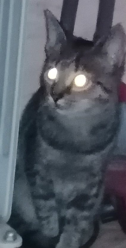 MagdaMswms's tweet image. Co ja pacze 😎
Bimba, #mójkot