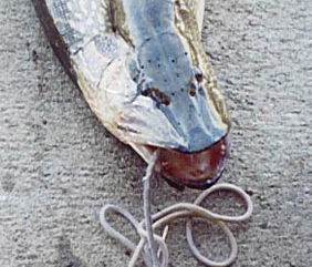 さとみ No Twitter 日本に棲む糞サヨク共や放射脳共ってのは カナダの湖で見つかった奇形 魚 や 米ネブラスカ州の淡水魚 の画像貼っては フクシマの放射能ｶﾞｰ って騒ぐような連中だからねｗ 酷いのになると オオサンショウウオを カエルの幼虫が巨大化 とかな