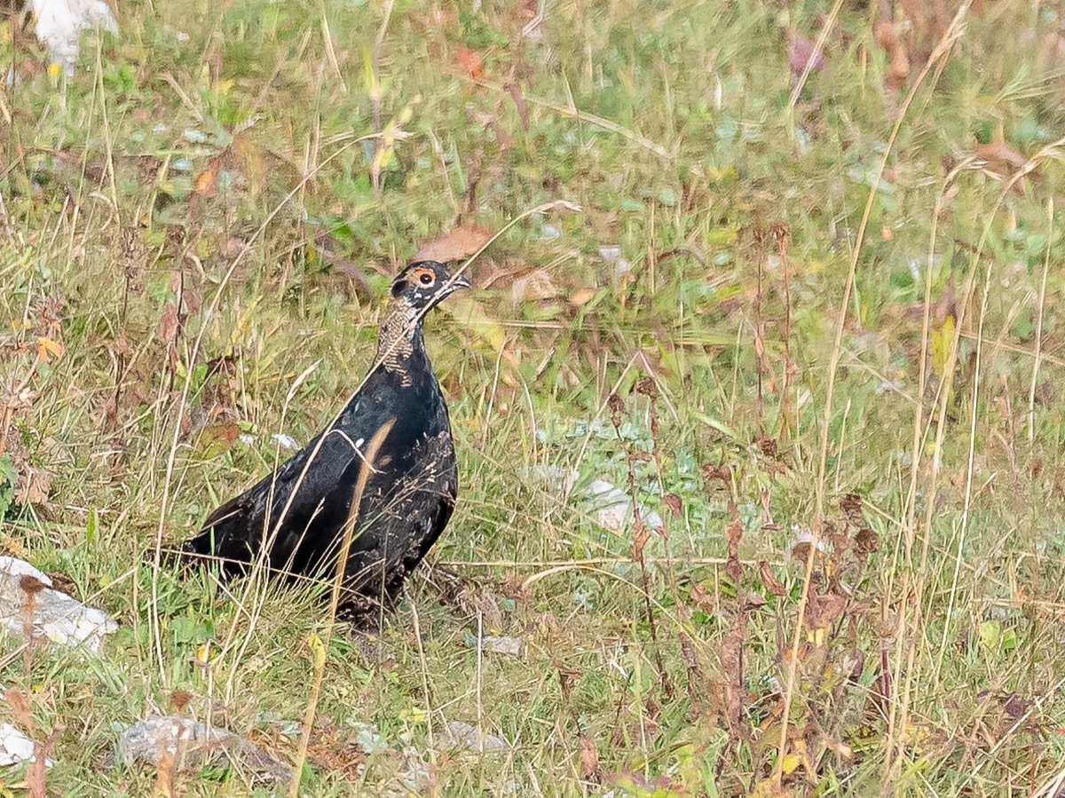 Tedsmithimages's tweet photo. One of the most inaccessible birds I’ve ever seen, through thin cloud - Caucasian Grouse, Armenia, September 2019. https://t.co/Jr6WlnP7oT