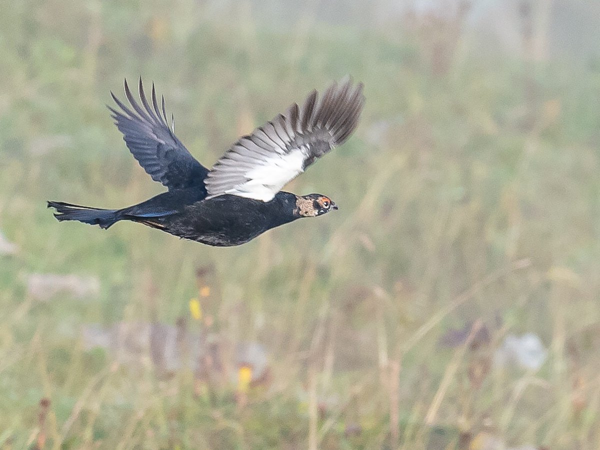 Tedsmithimages's tweet photo. One of the most inaccessible birds I’ve ever seen, through thin cloud - Caucasian Grouse, Armenia, September 2019. https://t.co/Jr6WlnP7oT