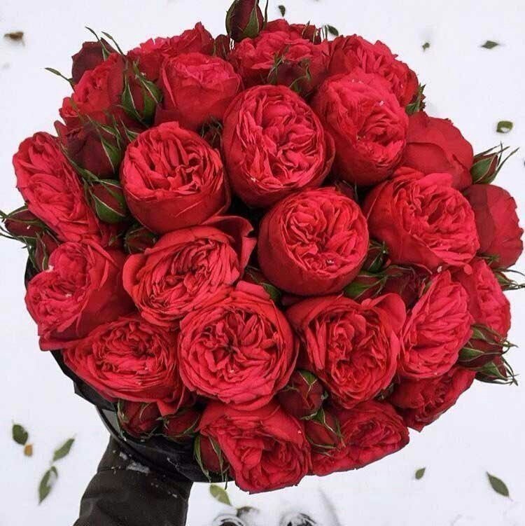 صباح النور والسرور