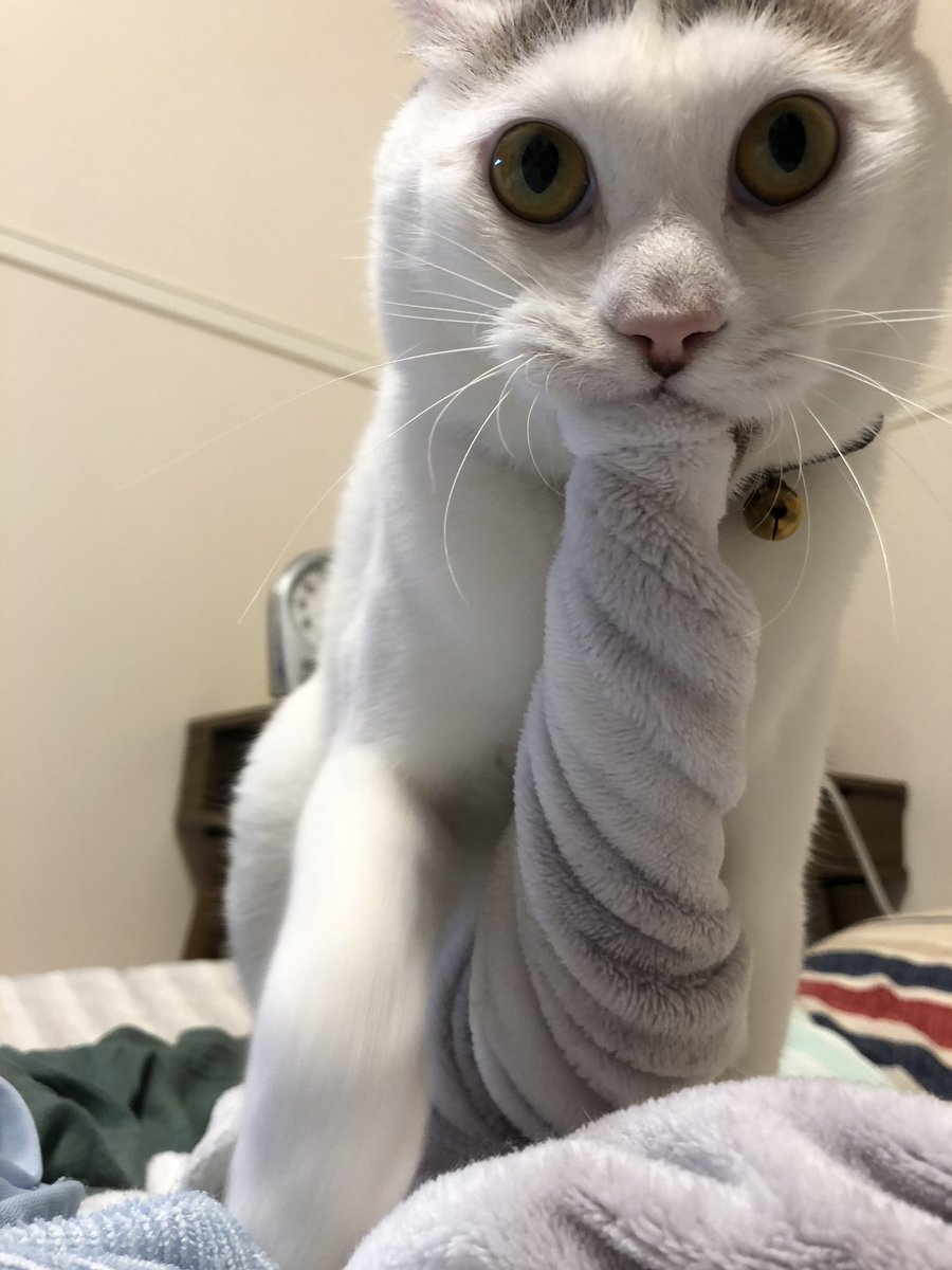 猫さんに毛布を奪われてねじられた 何がどうしてそうなったのか全くわからないがかわいい ほほう デスロールですか Togetter
