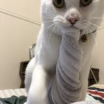 猫さんに毛布を奪われてねじられた 何がどうしてそうなったのか全くわからないがかわいい ほほう デスロールですか Togetter