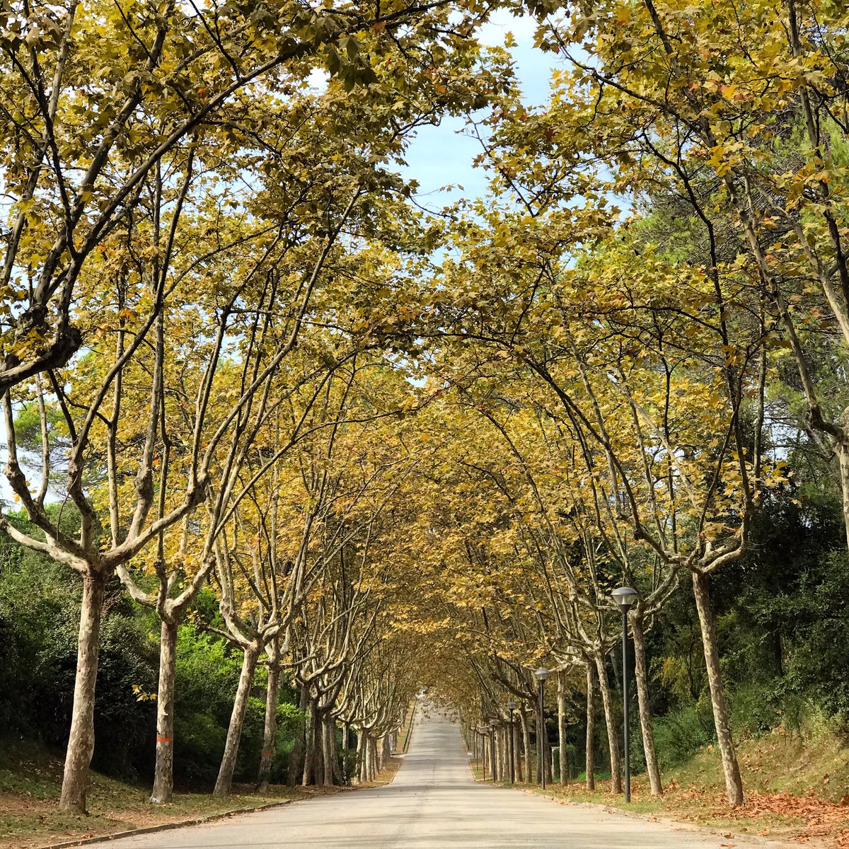 Watch my last YouTube video youtu.be/2uTJpWAg0qU and subscribe to my YouTube channel to support me🤗🤗 #autumn #road #forest #leaves #leaf #trees #nice #beautiful #picoftheday #infinite #infiniteroad #nature #calm #naturelovers #naturelover #nature #rural #rural_love #tree