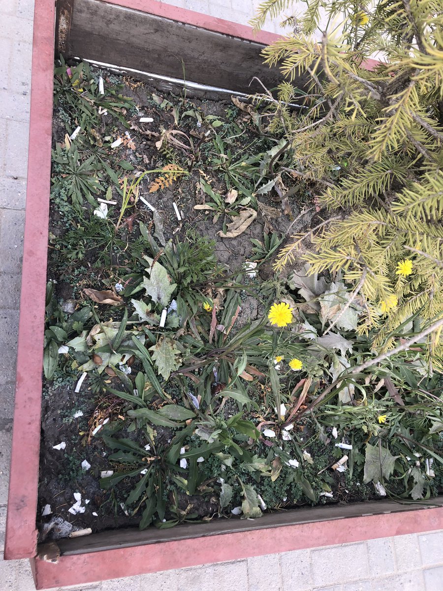 Саппорогийн автобусны буудал дээр бортоготой мод тавиад тохижилт хийсэн юм. Гэтэл 2 хон алхамын цаана хогийн сав нь хоосон байхад тамхины иш, хогоо дотор нь хаяад байх юм. Тархин дахь хогоо цэвэрлэе нөхдөө. Энд тэнд хог хаяж байгаа нөхдүүдийг ичтэл нь РТ хийгээрэй.