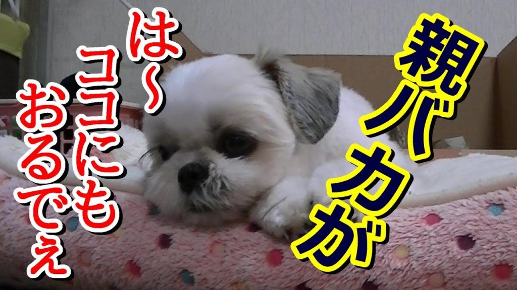 シーズー動画 Twitter Search Twitter