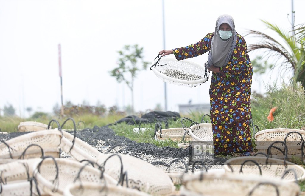 T E G A N U K I Ta Jual Bilis 300 Kilo Sehari