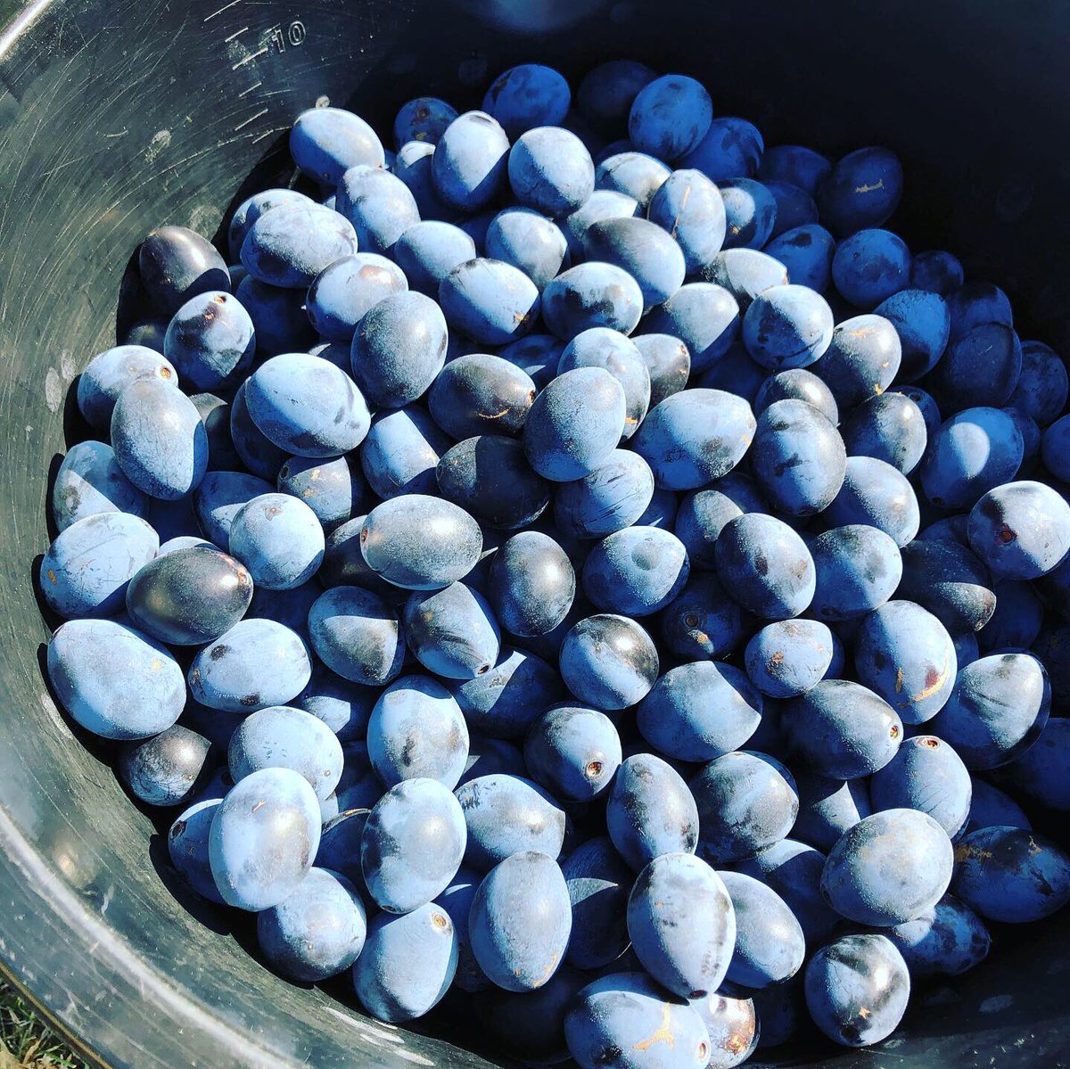 PMsChefChequers's tweet photo. Damson picking in the orchard.
#nomiles #kitchengarden #chef #chilterns #buckinghamshire #homegrown #homemadeproduce #homemade #damsons #jam https://t.co/ROBZsV02R9