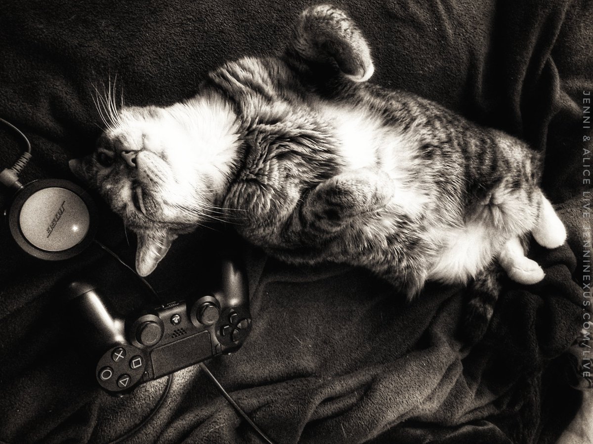 JenniNexus's tweet photo. Going live in a bit here #3dmodeling today, but wanted to make a disclaimer that I found out my cat has #hyperthyroidism & so if I seem serious or am talking about cat problems, that's why. <3
https://t.co/K1fAYNAi0x
#hyperthyroidismincats #animalcompanion #comfortanimal https://t.co/yKX15Jmsyc