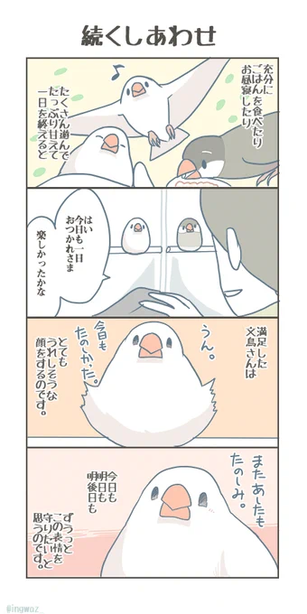 続くしあわせ。#buncho #javasparrow #文鳥 