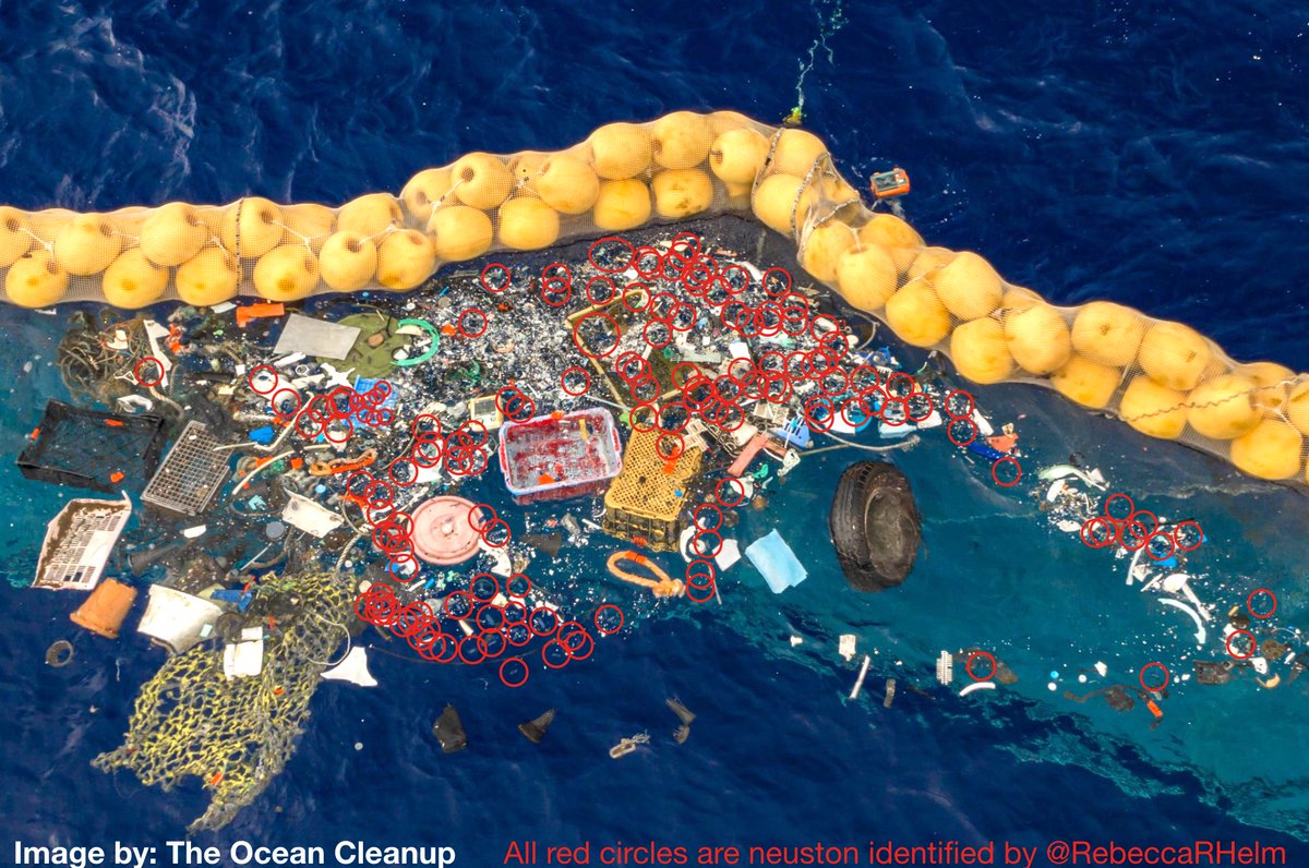 Earlier this year I warned that  @TheOceanCleanup would catch and kill floating marine life. This week they announced they're collecting plastic, and their picture shows HUNDREDS of floating animals trapped with plastic (red circles). We need to talk about this.  https://twitter.com/RebeccaRHelm/status/1087765060943052801