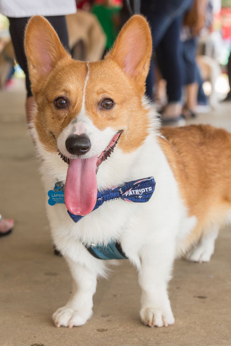 DogDaysDenton's tweet photo. Shortest legs? Best dressed? Longest ears? The Heinz 57 Dog Show starts at 2:45 Saturday on the event stage! We can't wait to see all the wagging tails this Saturday 9AM-3PM at the North Texas Fairgrounds for #DogDaysofDenton!

#denton #dentontx #wddi #UNT #TWU #dentoning https://t.co/ZrQZG22mfJ