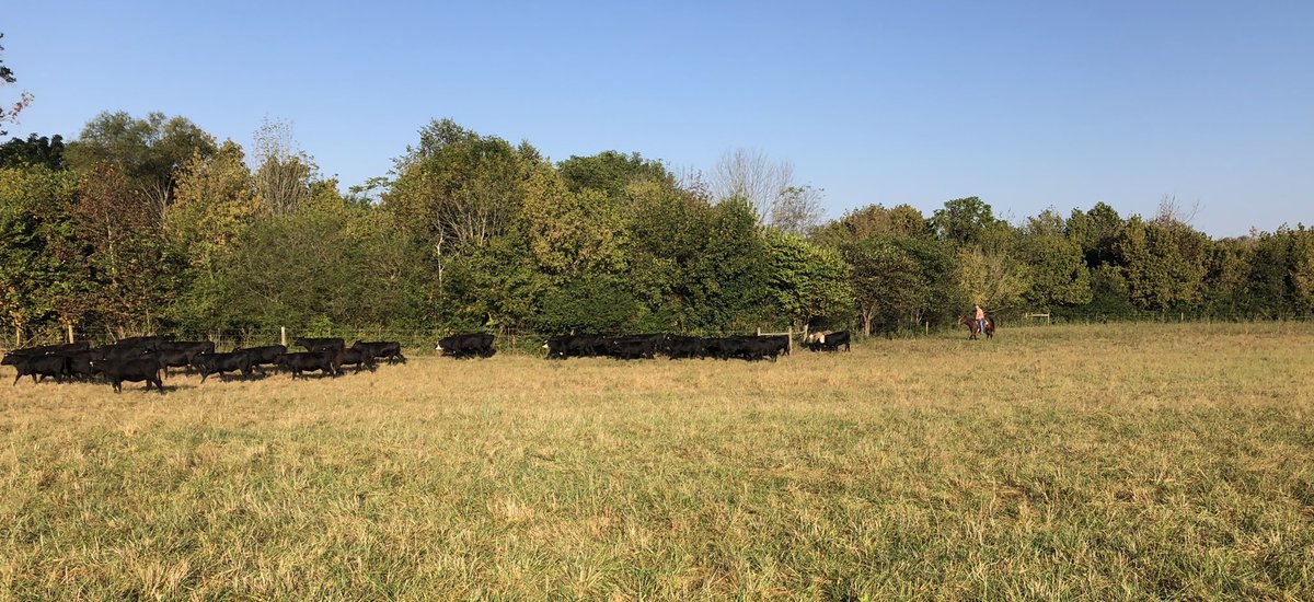 WesGilliam3's tweet photo. Finishing up MTREC replacement heifer Preg checks this morning at the Lewisburg station. Counting down to the arrival of another set of Select Sires Genetics! @TennesseeCattle @SelectSiresBeef  @UTExt_Marshall @matbackus @kthompAG https://t.co/WCjS1RVDi2
