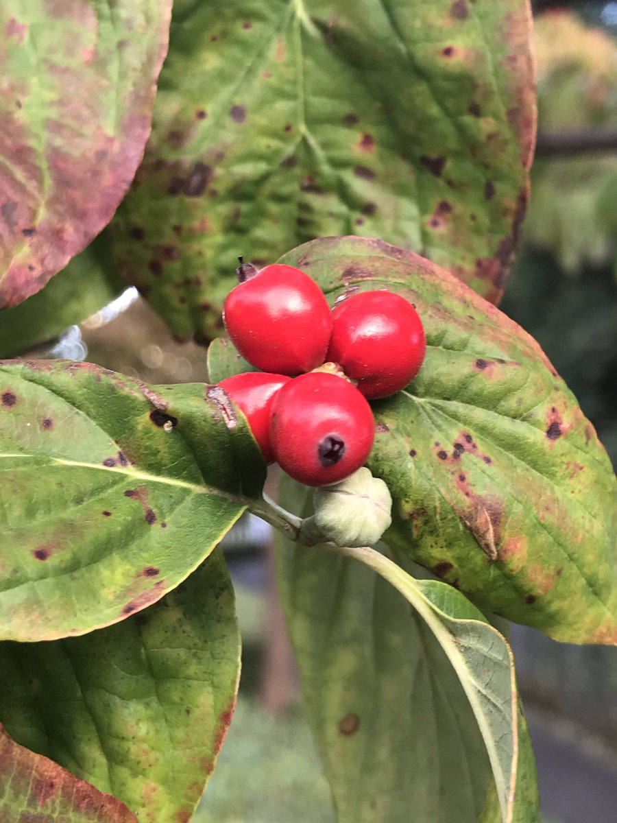 坂本倫次 ハナミズキの真っ赤な実 春は白や薄紅色の花を咲かせ 秋には色鮮やかな赤い実と紅葉で楽しませてくれます ハナミズキ の英語名はdogwoodですが これはハナミズキの実を犬が好んで食べることに由来します な んて 真っ赤な実の真っ赤なウソで