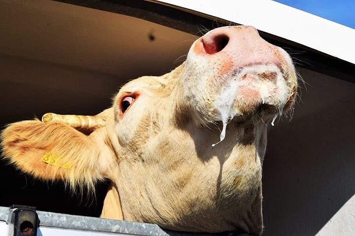 animalsavemvmt's tweet image. There is no such thing as humane slaughter. None of them want to die 💔
~
Humaan slachten bestaat niet. Omdat er altijd iemand wordt gedood die niet dood wilt 💔

@animalsavenl 🧡
#vegan