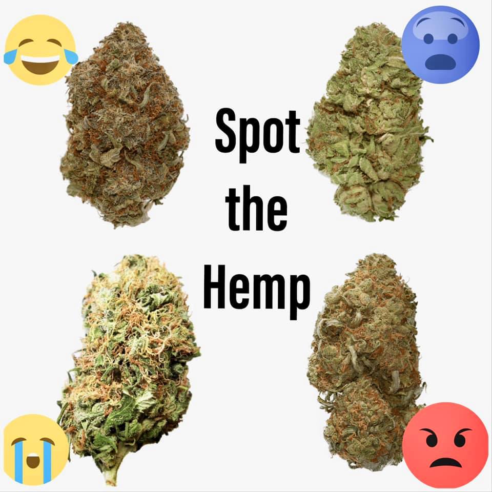 Can you tell which one is hemp???