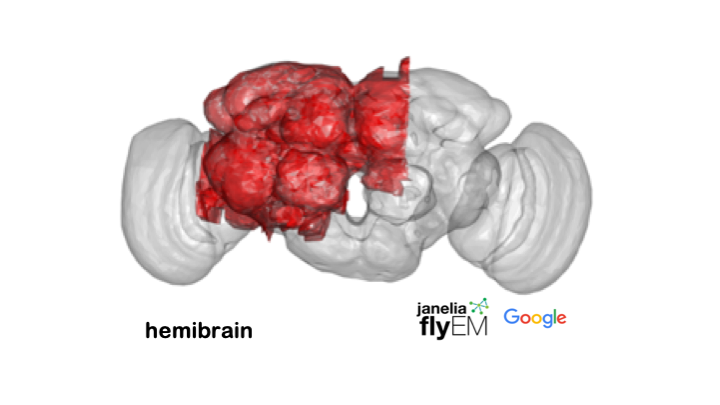 Stephen Plaza (@stephenplaza) on Twitter photo I just announced at cold spring harbor #cshldros that <a href="/janeliaflyem/">Janelia Fly EM</a> and Google (<a href="/stardazed0/">Viren Jain</a> <a href="/michalj/">Michał Januszewski</a> ) will release the hemibrain connectome (#hemibrain) on January 22! I just announced at cold spring harbor #cshldros that <a href="/janeliaflyem/">Janelia Fly EM</a> and Google (<a href="/stardazed0/">Viren Jain</a> <a href="/michalj/">Michał Januszewski</a> ) will release the hemibrain connectome (#hemibrain) on January 22!