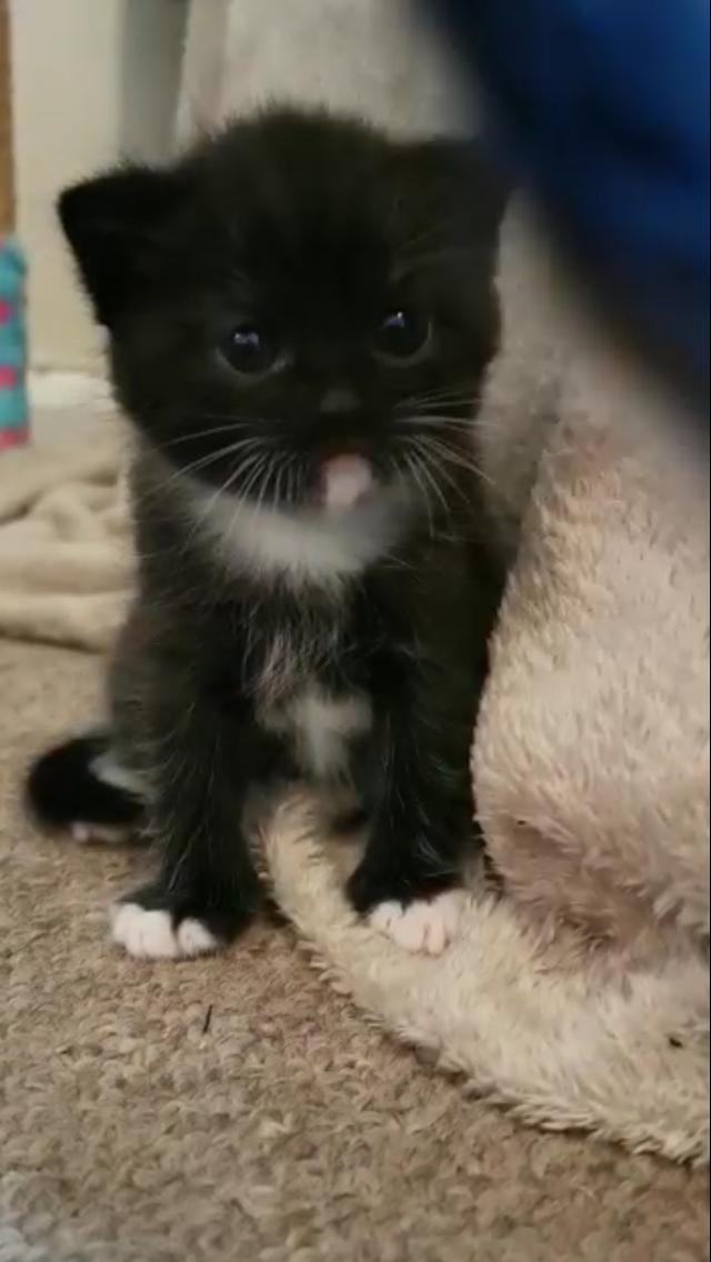 CatCollective_'s tweet photo. Cat of The Day is baby Berlioz, a 4 week old kitten, belonging to our very own QueenB ( @HydraHugs )! Look at his little softness!! https://t.co/jSa91iMtOs