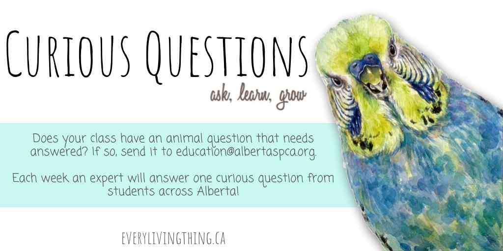evrylivingthing's tweet image. We want to hear from Alberta students! Questions can be in video or written form &amp;amp; must be submitted by a teacher or parent/guardian. Each curious question will be posted on our social media &amp;amp; archived on the @AlbertaSPCA's website: albertaspca.org/humane-educati… #CuriousQuestions #abed